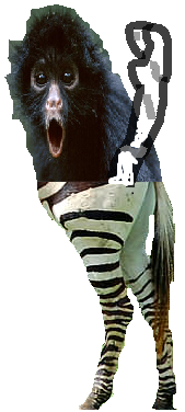 Zm, Zebra monkey